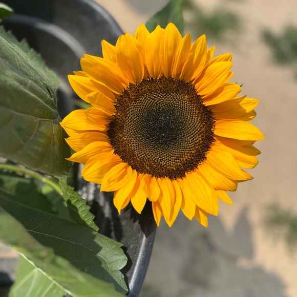 🌻 Mytrends626 🌻 Live Show Notification 🌻 - Picture 1 of 1